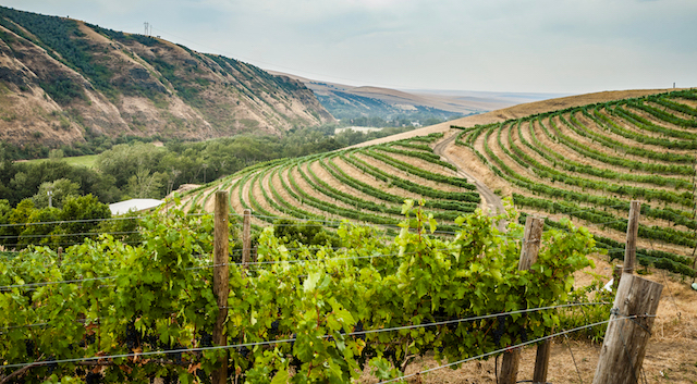 Large vineyard landscape on a hill with mountains and trees in the background